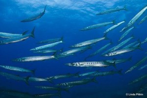 Barracudas photographiés à Majorque en 2014
