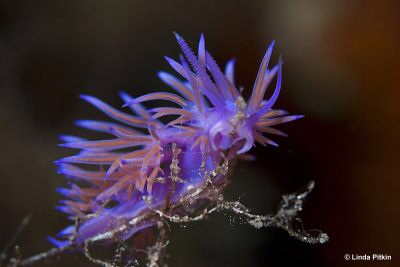 Flabelline mauve à Majorque en 2014